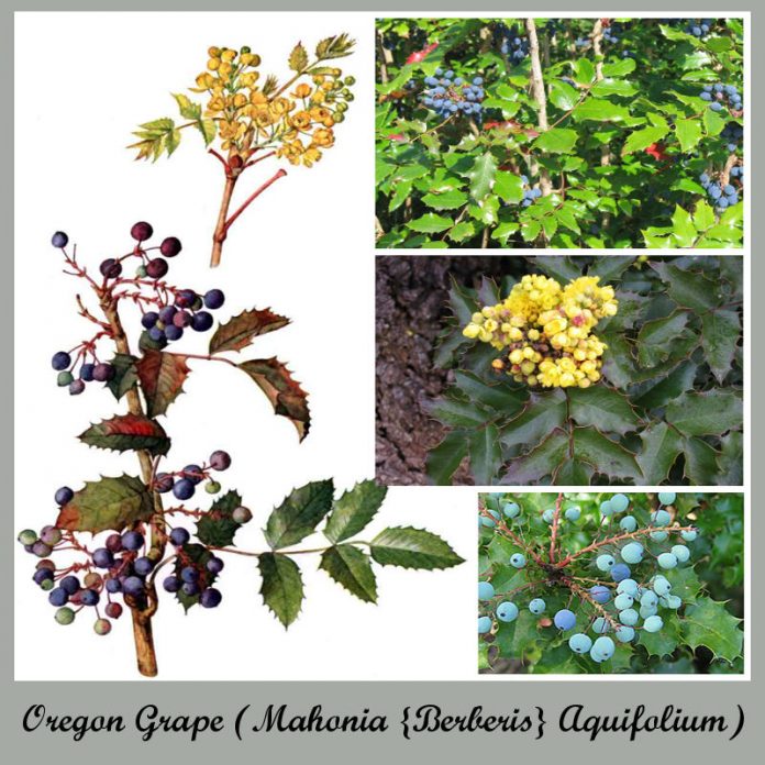 Natural Medicine Growing in Oregon 5 Plants That Could Save Your Life