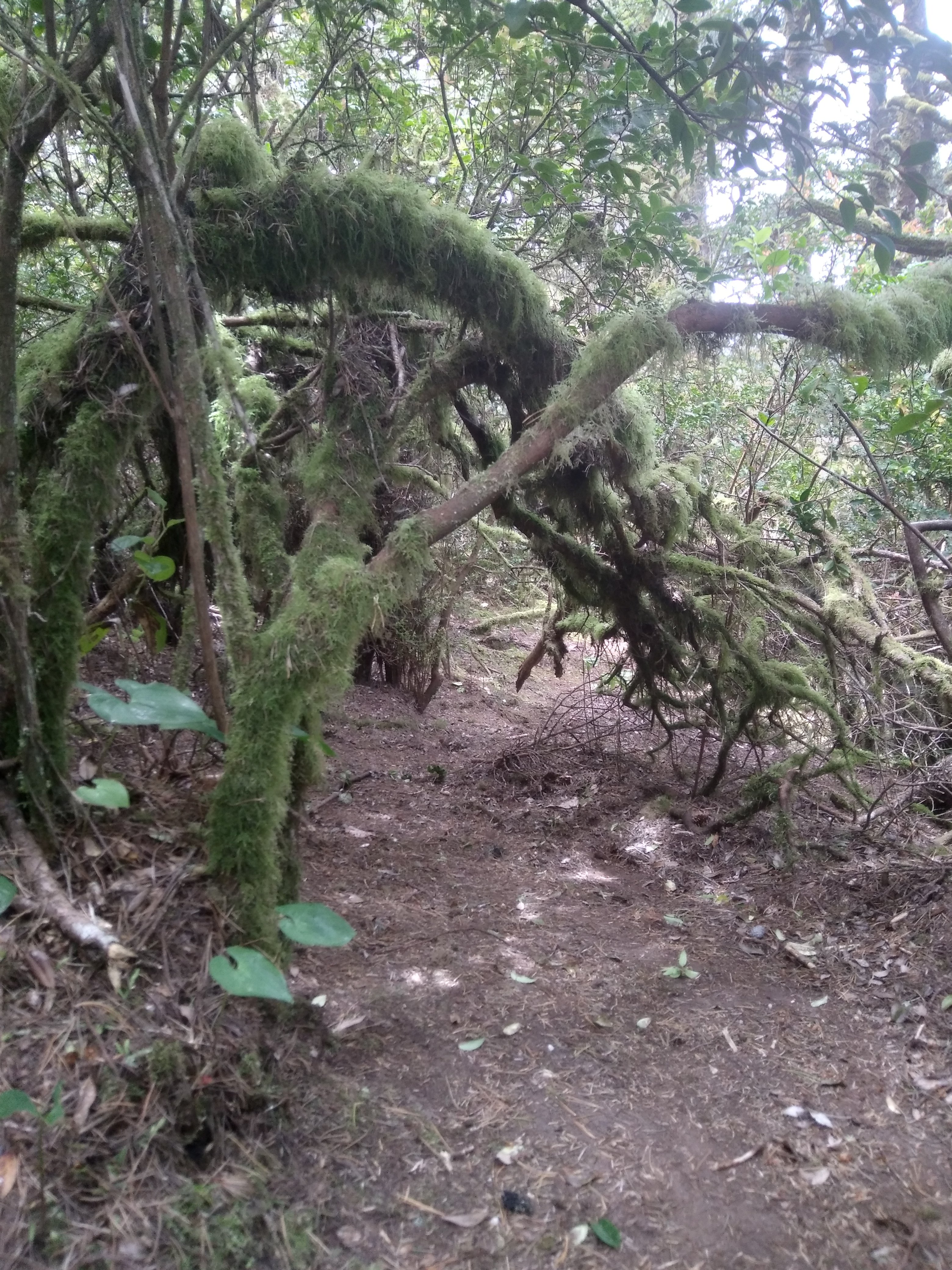 Moss-covered shrubs arch over the Hobbit Trail toward Hobbit Beach on the Oregon Coast
