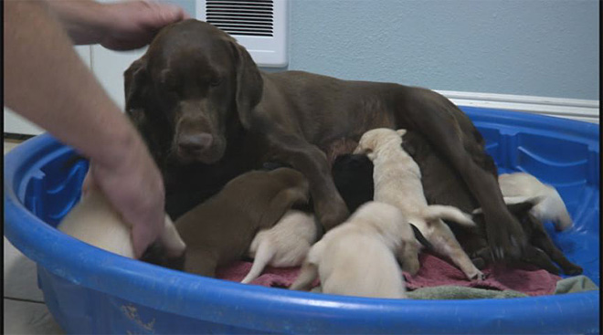 Chocolate Lab In Junction City Nearly Beats Record Has Litter Of 14 Pups That Oregon Life