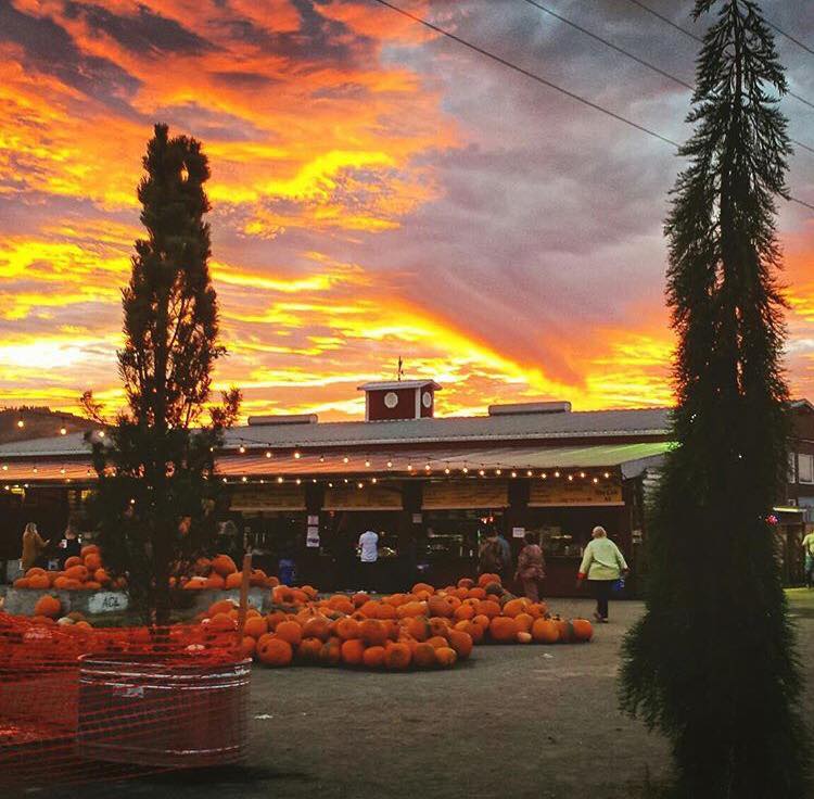 Mounds of pumpkins in front of a country store.