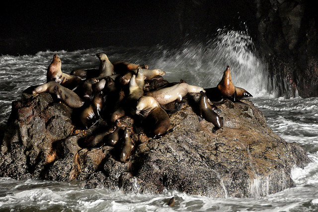 Sea Lion Caves By Tony Cyphert via Flickr