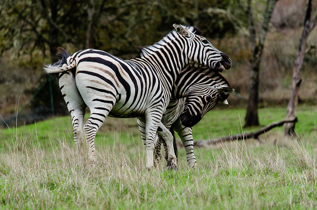 wild life park oregon