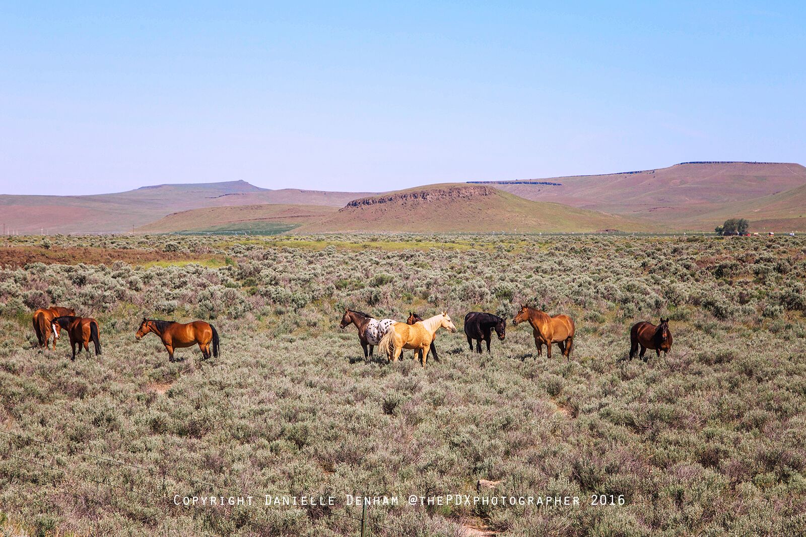 horses