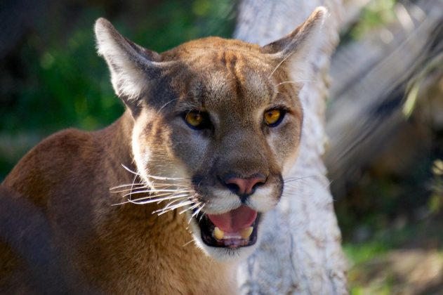 Child barely escapes claws of mountain lion, saved by mom