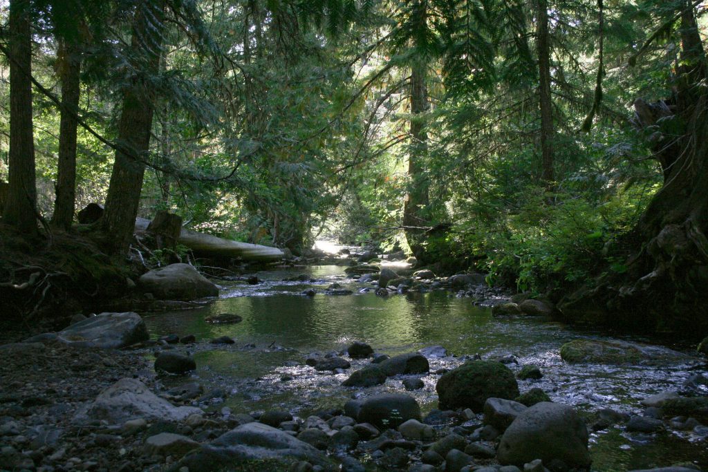 The Most Beautiful Forests of Oregon