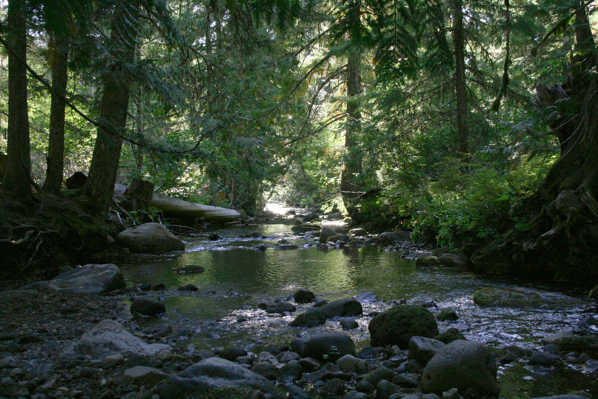 The Most Beautiful Forests of Oregon  That Oregon Life