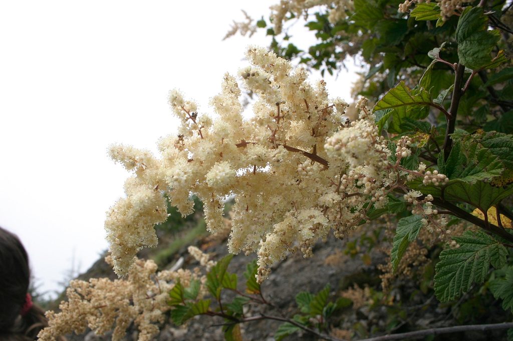 flowers saddle mountain