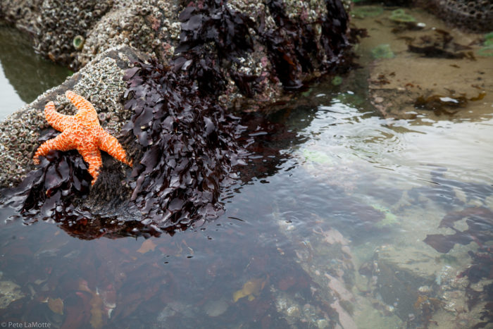 tide pools hug point