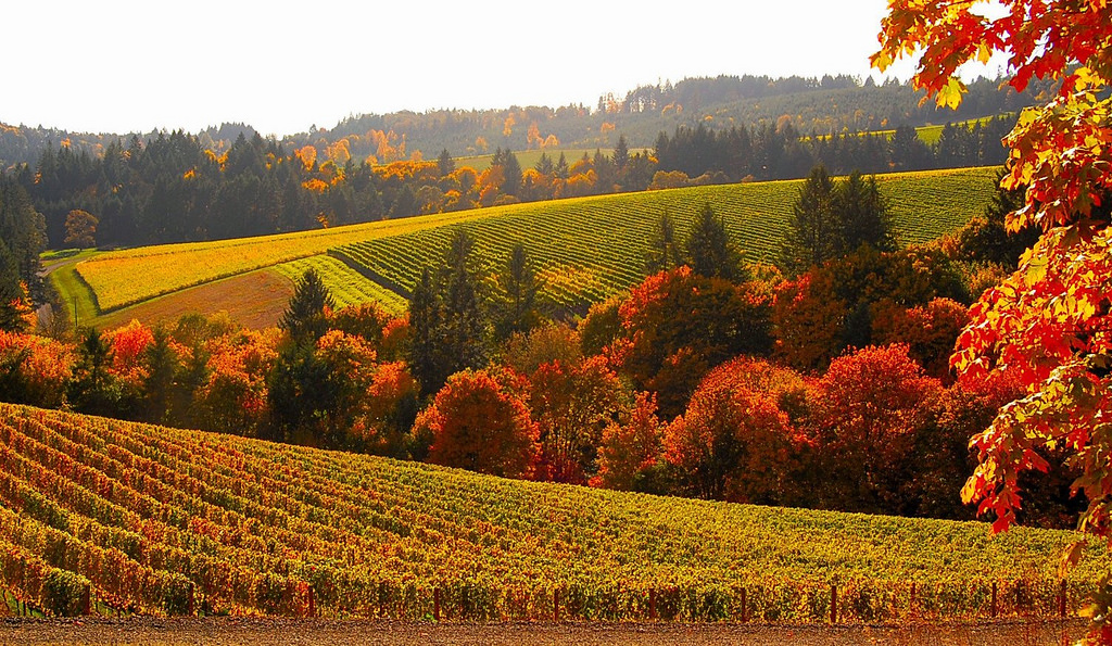 Oregon Fall Foliage 2025 - Gretel Analiese