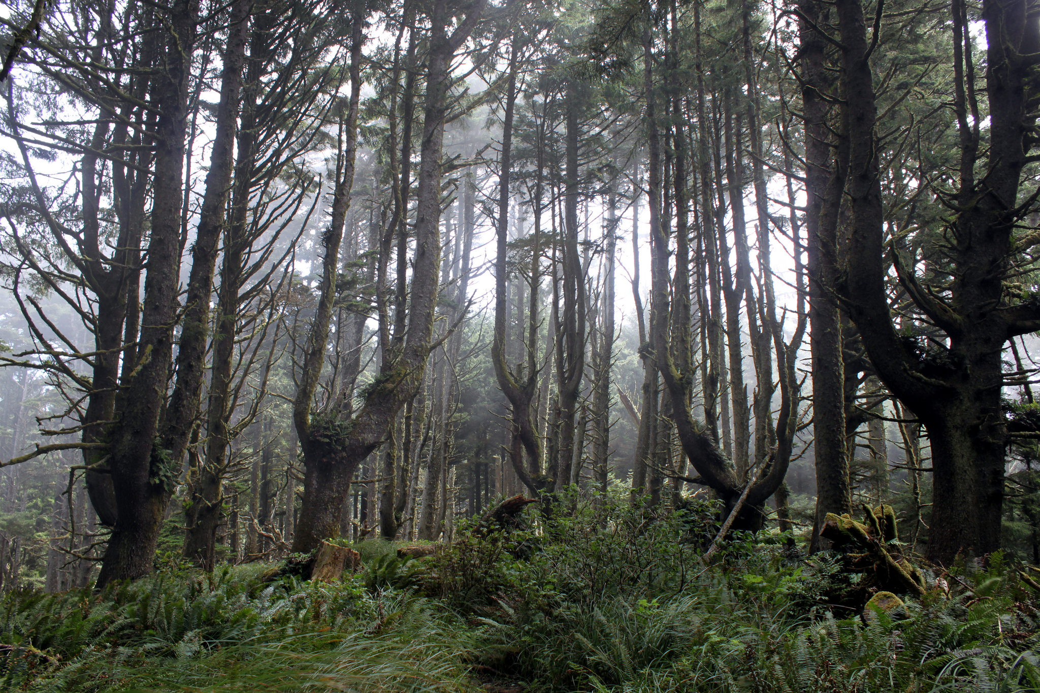 Hike The Magical Hobbit Trail To a Secluded Oregon Beach