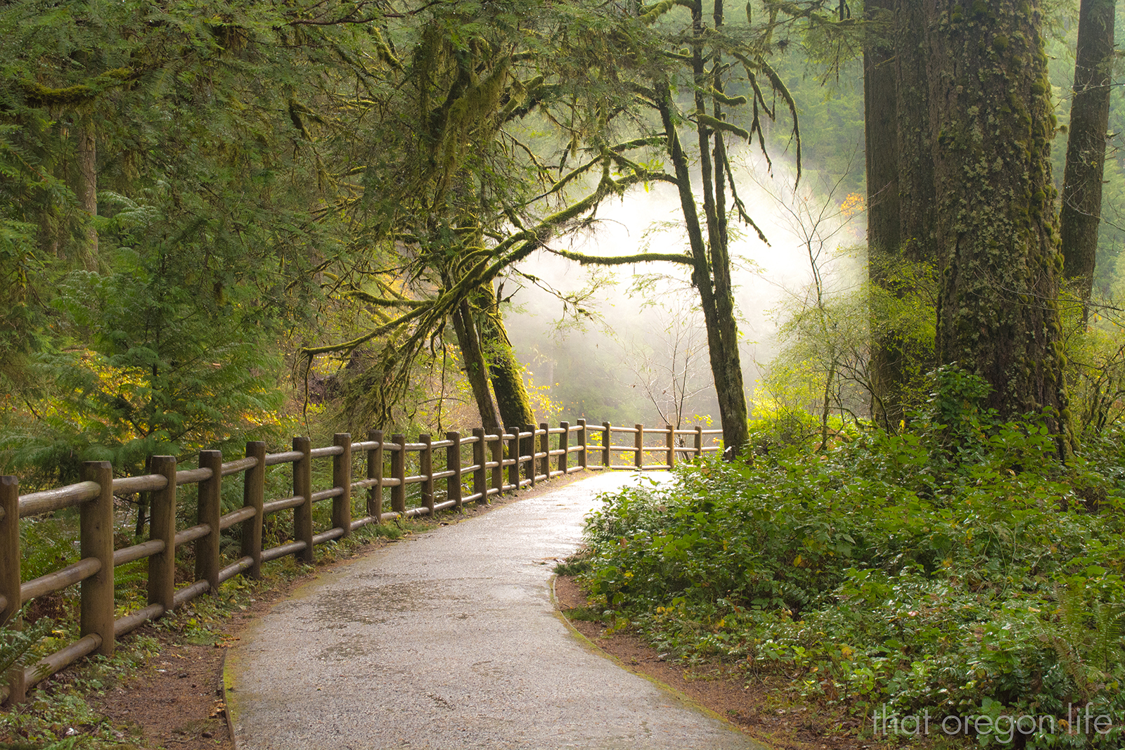 Silver Falls State Park: melhores trilhas curtas