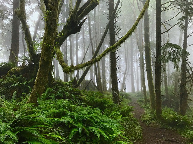 The Tillamook Head Trail Leads to an Abandoned Bunker