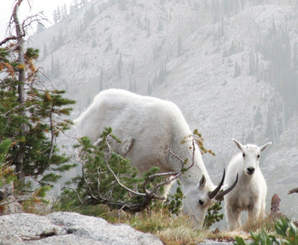 eagle cap wilderness, animals, mountain goats