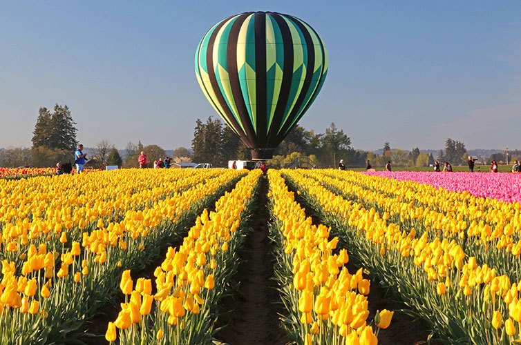 hot air balloon at Woodburn Tulip FestivalT