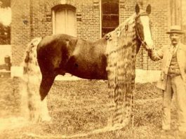 Rare Oregon Horse