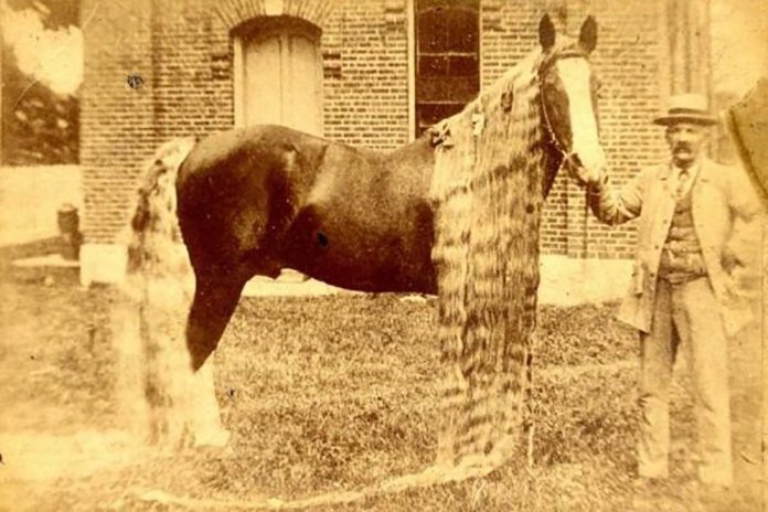 Rare Oregon Horse