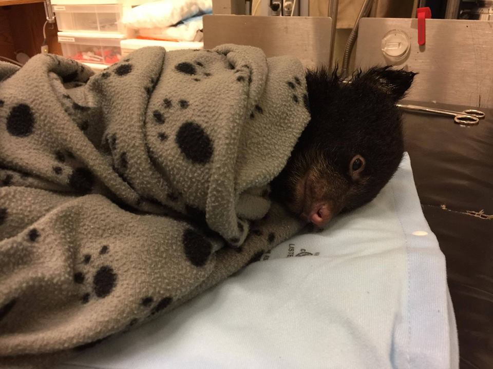 Man rescues bear cub while hiking in Oregon That Oregon Life