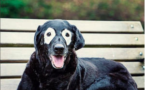 Rowdy-dog-vitiligo