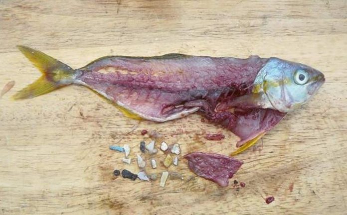 plastic-food-our-fish-are-full-of-it-that-oregon-life