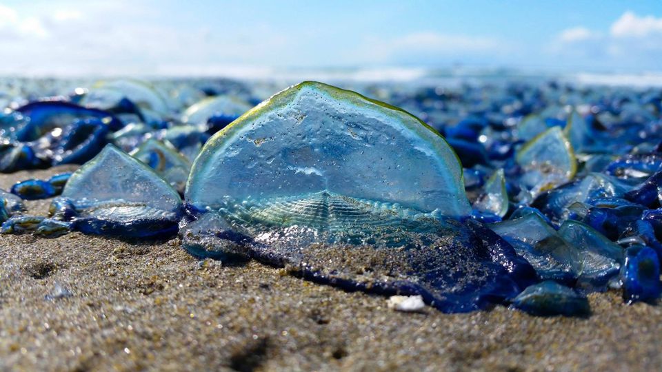 blue tide oregon