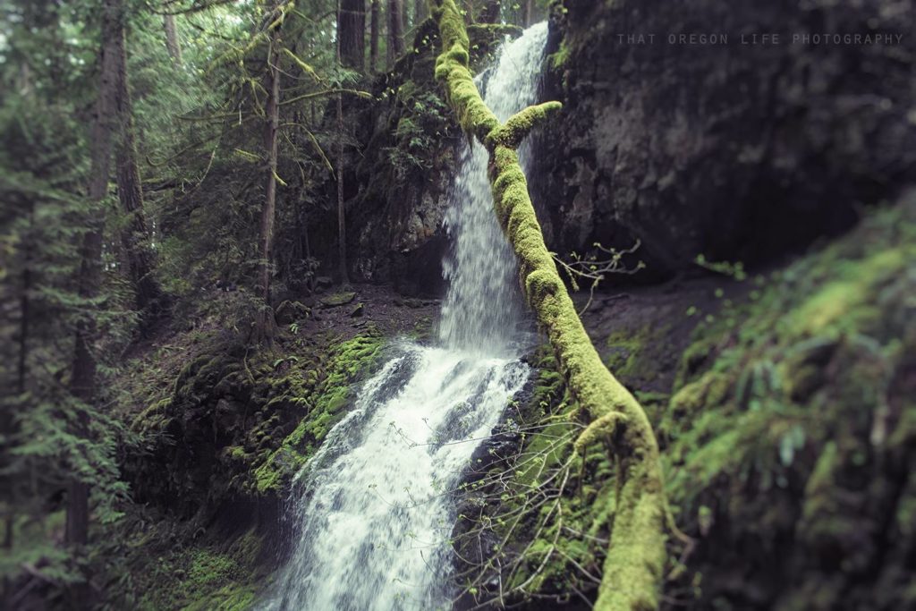 oregon trails