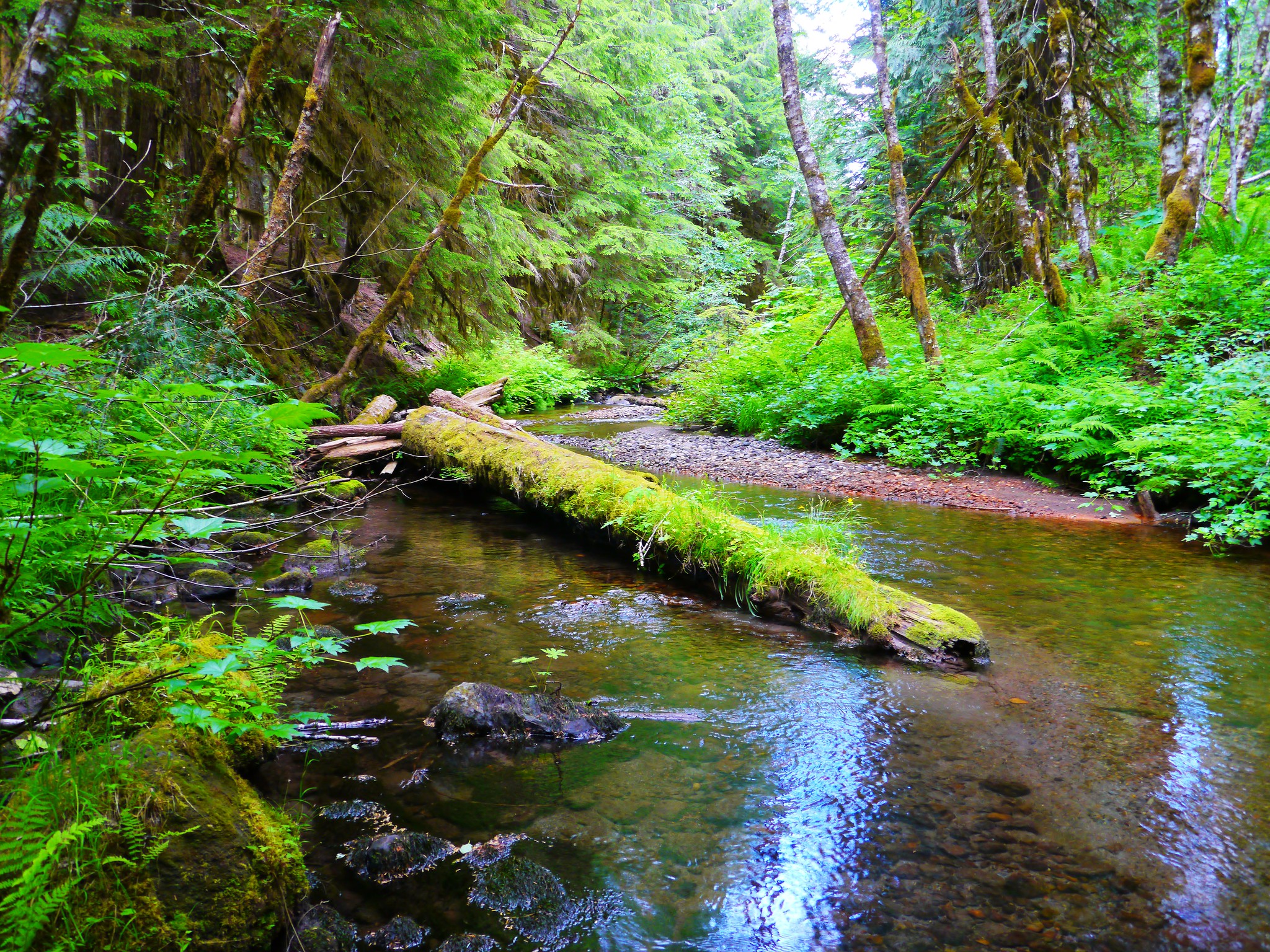 Forget Tree Hugging Try Forest Bathing That Oregon Life