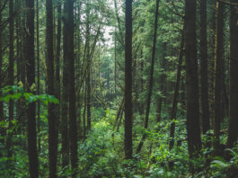 Visit Oregon's Forests