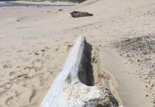 cannon beach shipwreck