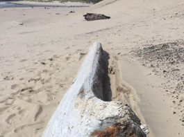 cannon beach shipwreck