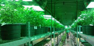 Cannabis Industry Growth Oregon