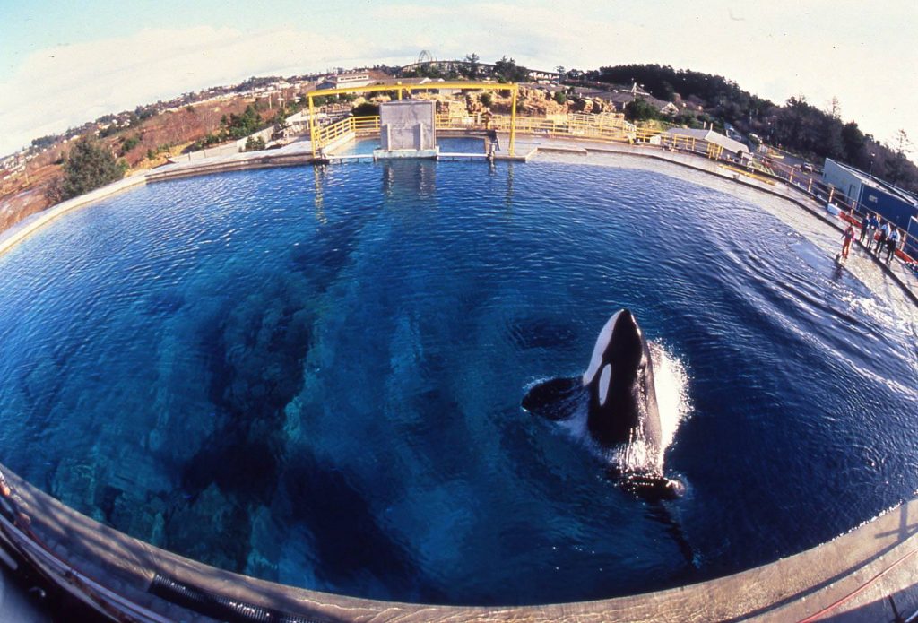 keiko, orca, oregon coast aquarium, free willy