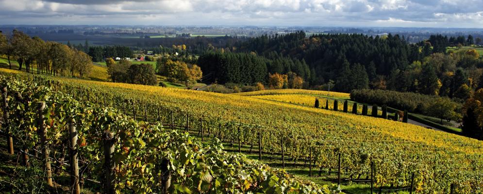 Oregon Wine Country Courtesy of Vacasa