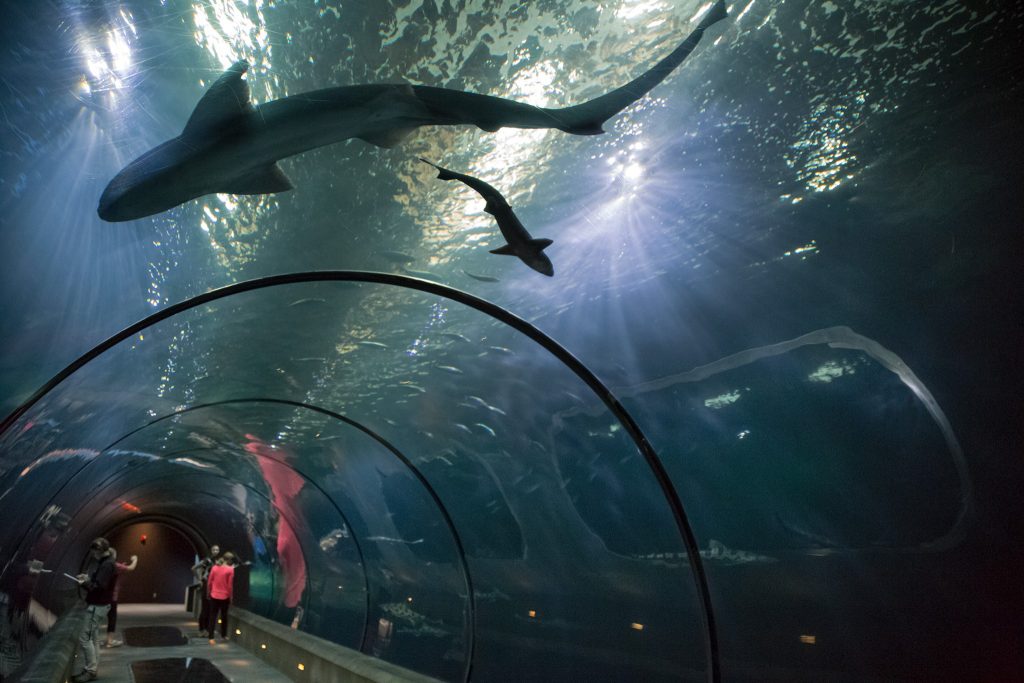 Oregon Coast Aquarium in Newport - Oregon Coast Aquarium 1024x683