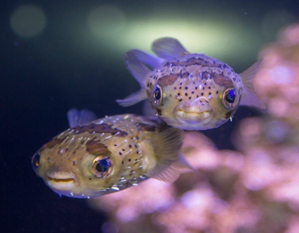 Two cute looking fish at the Oregon Coast Aquarium.