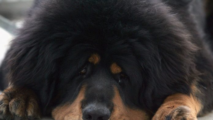 doggy