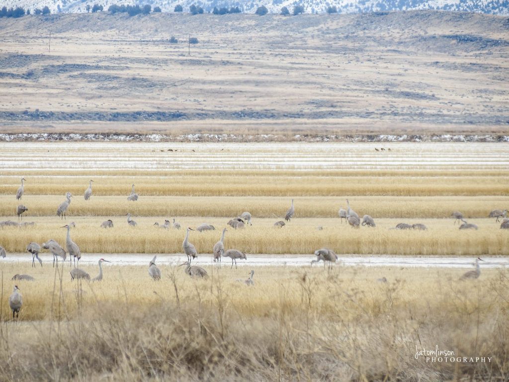 Oregon Birds, Bird Watching, Ornithology, Pacific Northwest Songbirds, Backyard, Common Species, bird-watching guide for beginners, native bird species, migratory birds, raptors, conservation, how to, sandhill cranes, klamath national wildlife refuge