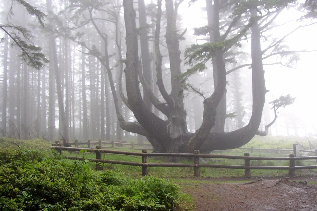 octopus tree