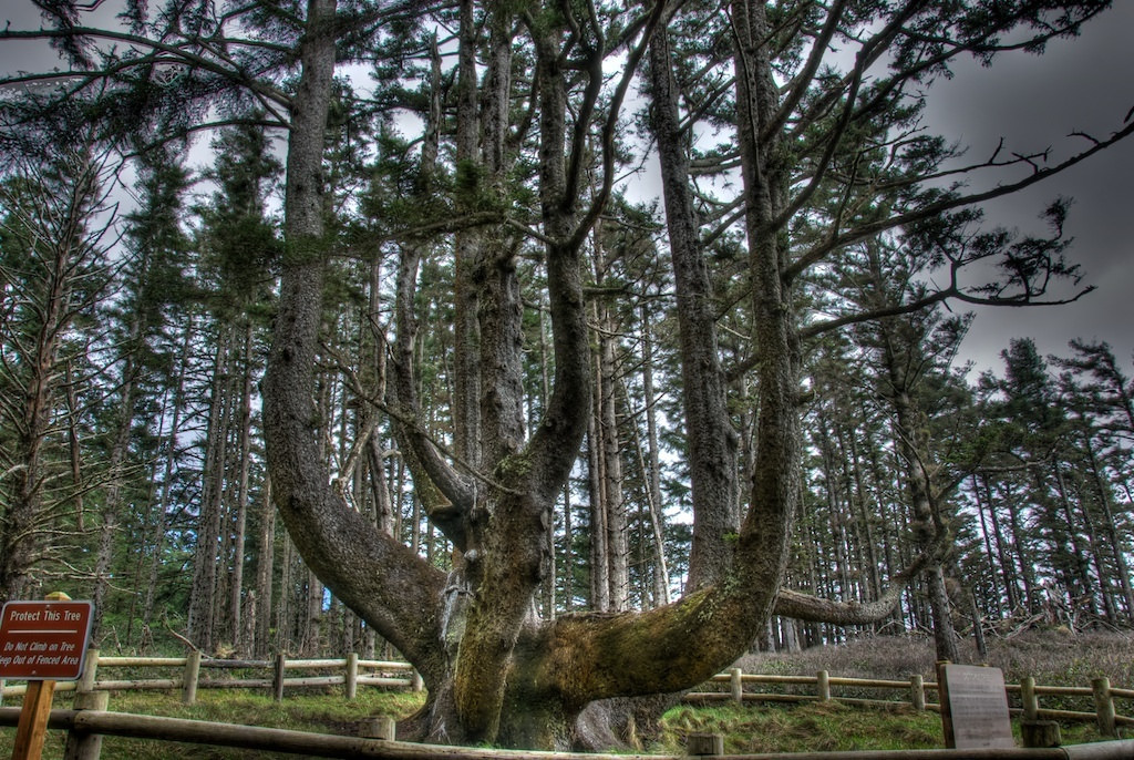 octopus tree