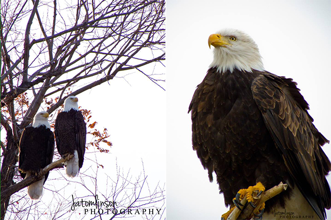 Bald Eagles