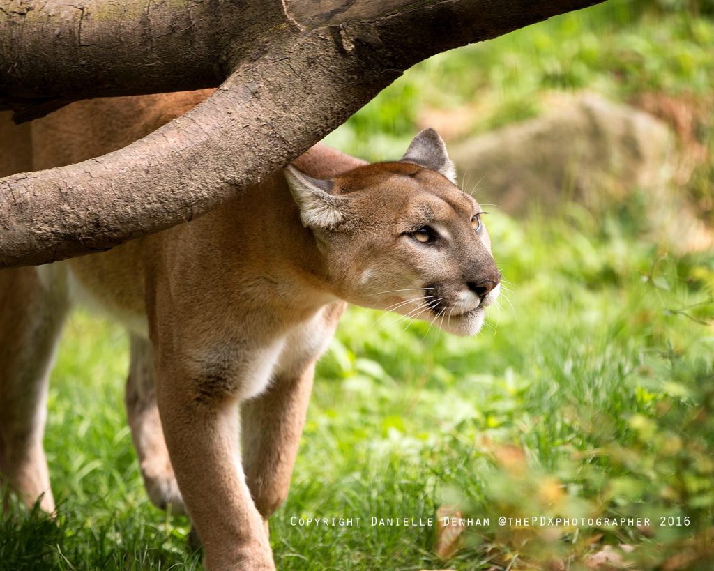 oregon zoo, cougar, mountain lion, washington park