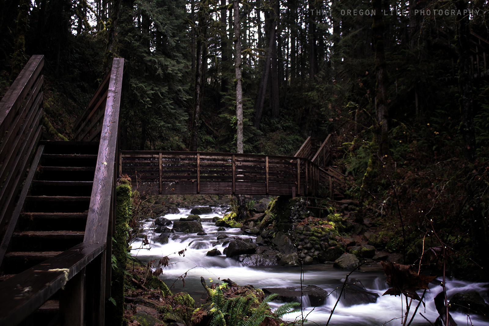 Forest trail at McDowell Creek Falls County Park