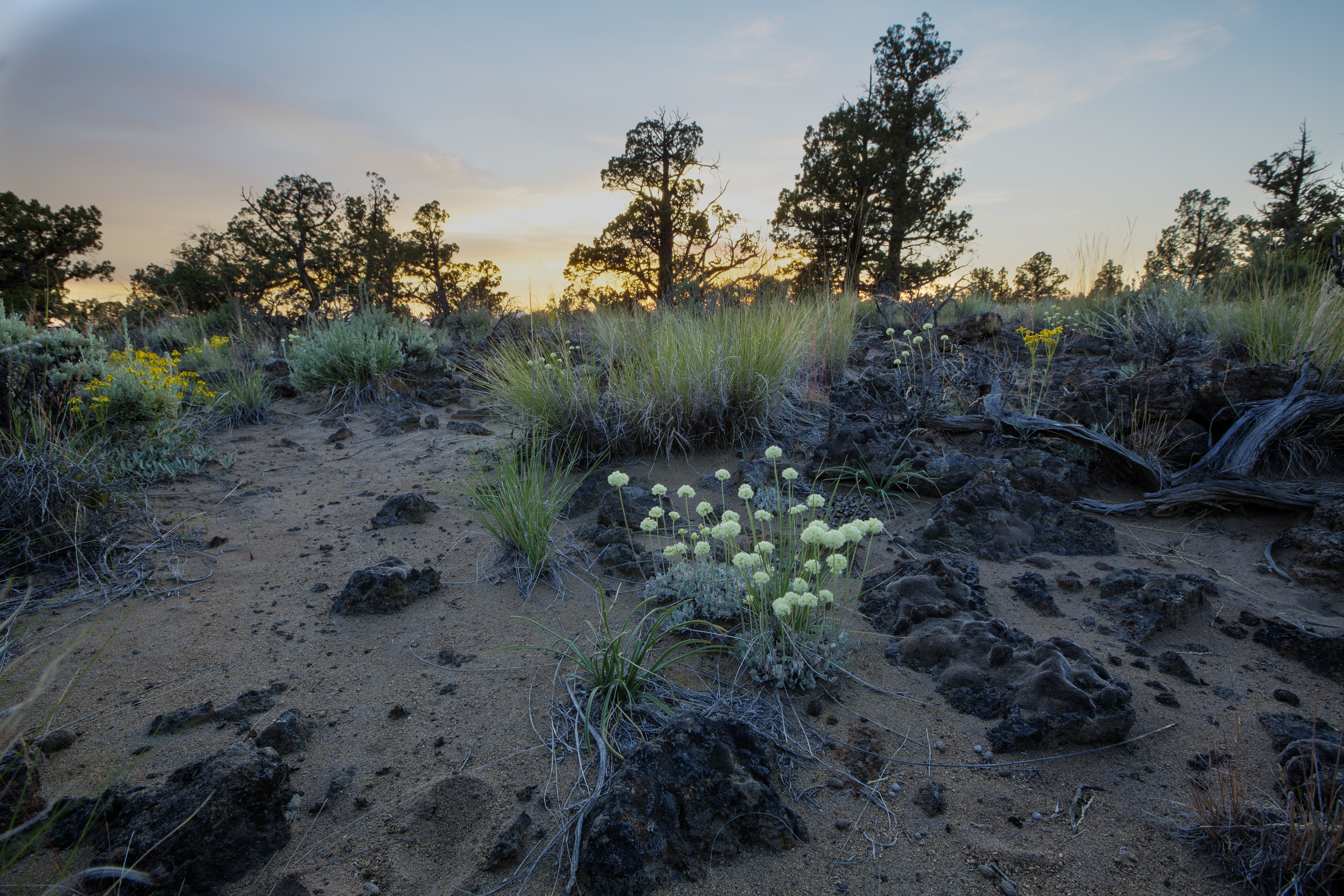 oregon desert trail