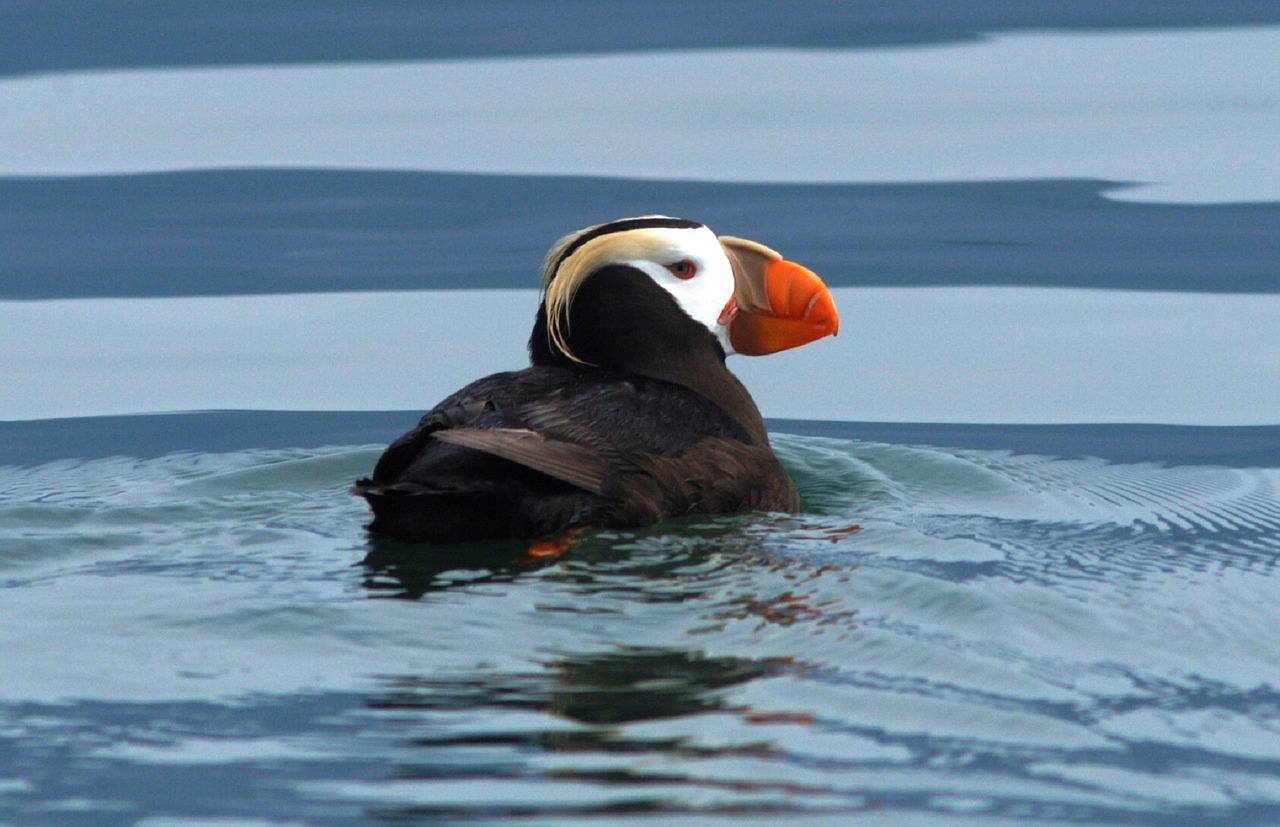 best Oregon beaches crested puffin