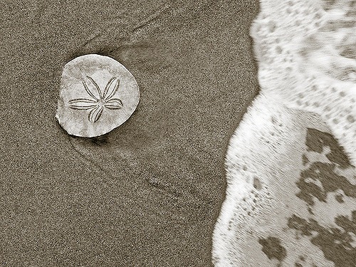 Washington Sand Dollar