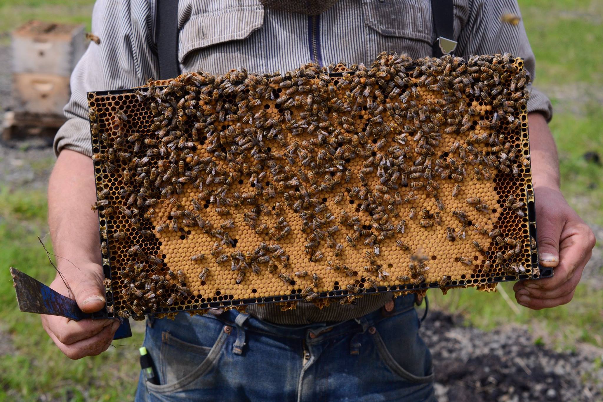 Пчелосемьями купить краснодарский. Bee Farm. Продаю семьи пчел. Пчелиная семья цена. Тренажёр пчелиная семейка.