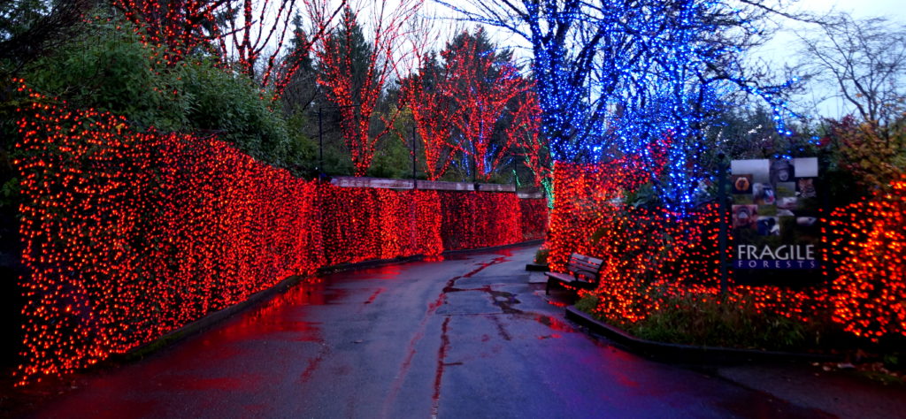 Red and blue lights adorn trees and bushes along a paved pathway at the Oregon Zoo.