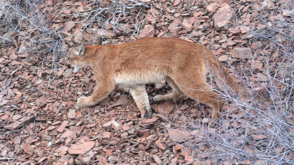 Mountain Lion Sightings