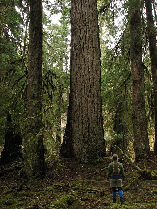 valley of the giants