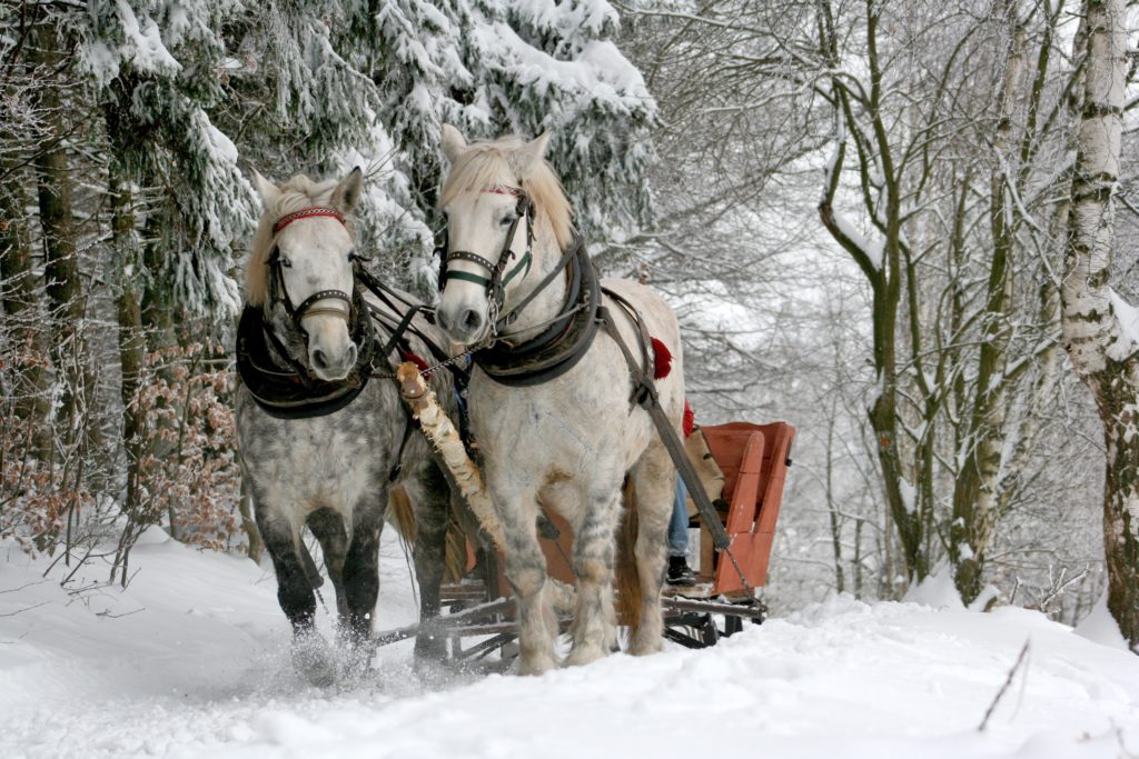 Sleigh rides at Mount Hood in Oregon