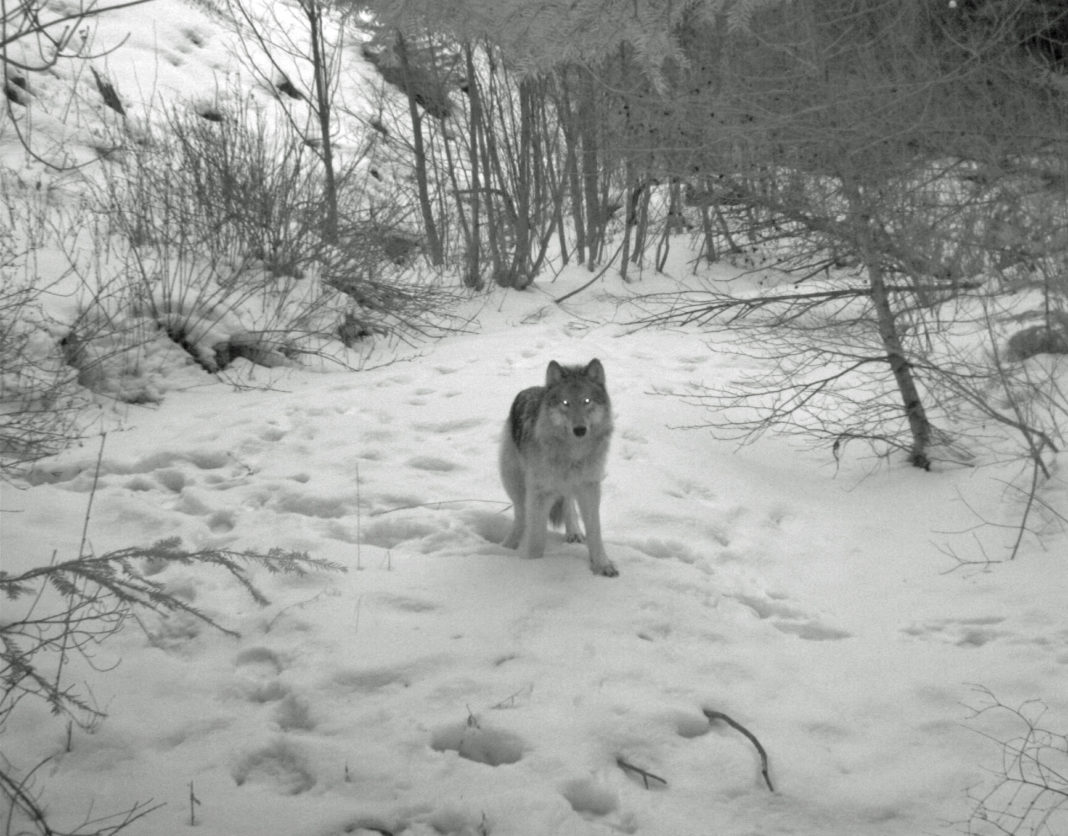 Wolves Making An Incredible Comeback In Oregon